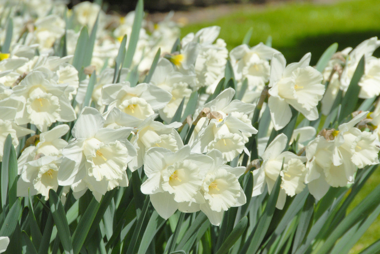 Daffodil 'Mount Hood' - 5 bulbs