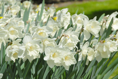 Daffodil 'Mount Hood' - 5 bulbs