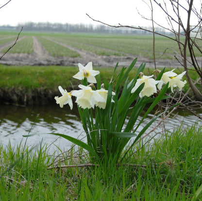 Daffodil 'Mount Hood' - 5 bulbs