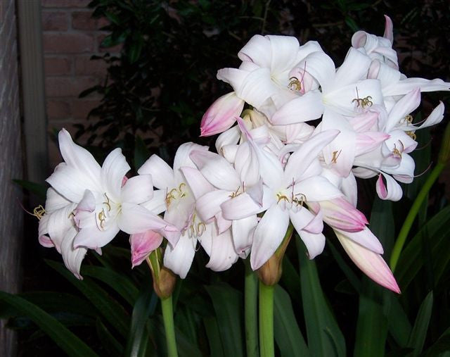 Crinum Mrs. James Hendry - 1 bulb