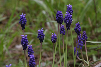 Muscari "Grape Hyacinth" - 20 bulbs