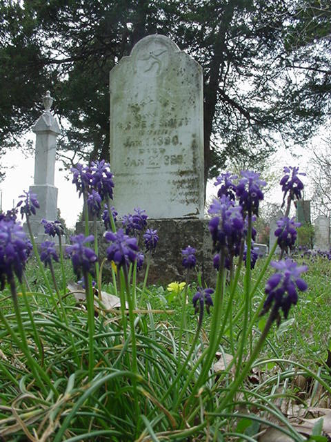 Muscari "Grape Hyacinth" - 20 bulbs