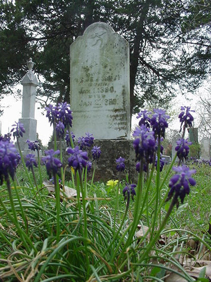 Muscari "Grape Hyacinth" - 20 bulbs