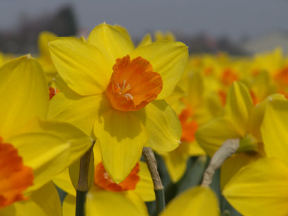 Daffodil 'Ceyclon' - 5 bulbs