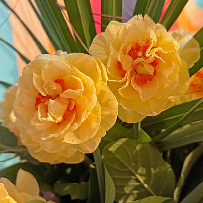 Daffodil 'English Style' - 5 bulbs
