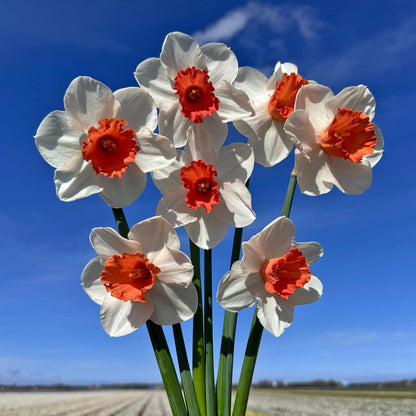 Daffodil 'Magic Charm' - 5 bulbs
