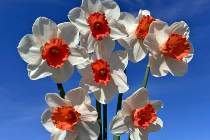 Daffodil 'Magic Charm' - 5 bulbs
