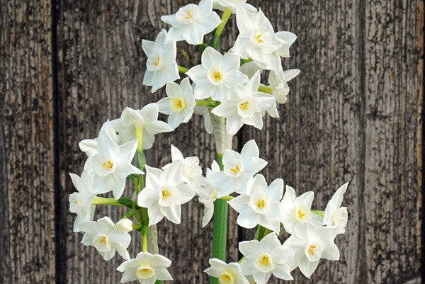 Daffodil 'Polly's Pearl' - 5 bulbs