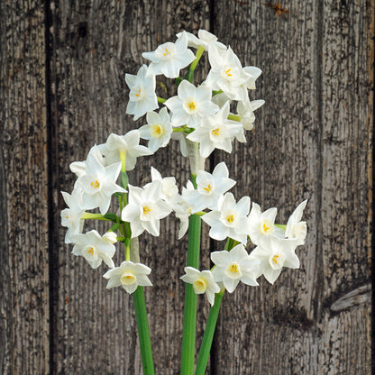 Daffodil 'Polly's Pearl' - 5 bulbs
