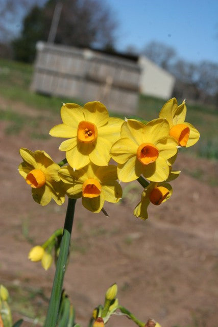 Daffodil 'Grand Soleil d'Or' - 5 bulbs