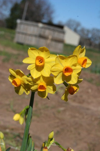 Daffodil 'Grand Soleil d'Or' - 5 bulbs