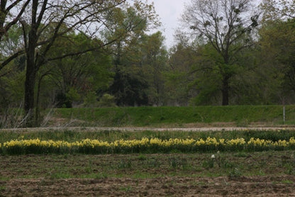 Heirloom 'Golden Dawn' - 10 bulbs