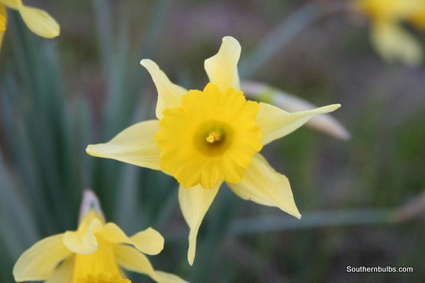 Heirloom 'Lent Lily' - 10 bulbs