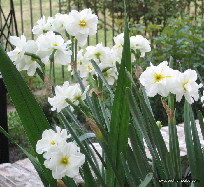 Southern Bulbs Daffodil Sir Winston Churchill - Thumbnail 2