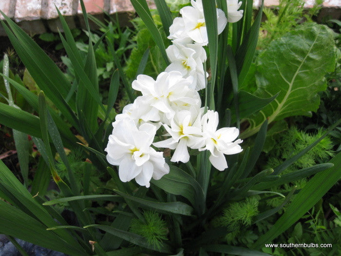 Southern Bulbs Daffodil Sir Winston Churchill - Thumbnail 4