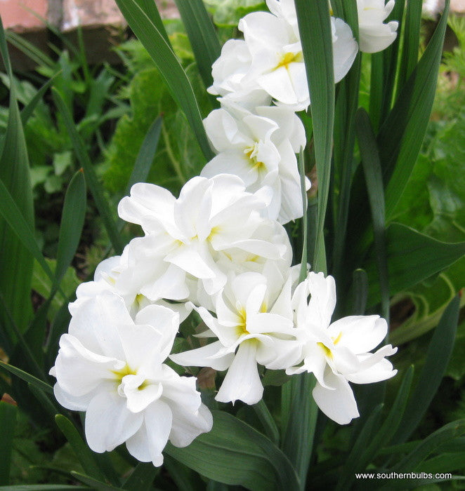 Southern Bulbs Daffodil Sir Winston Churchill - Thumbnail 3