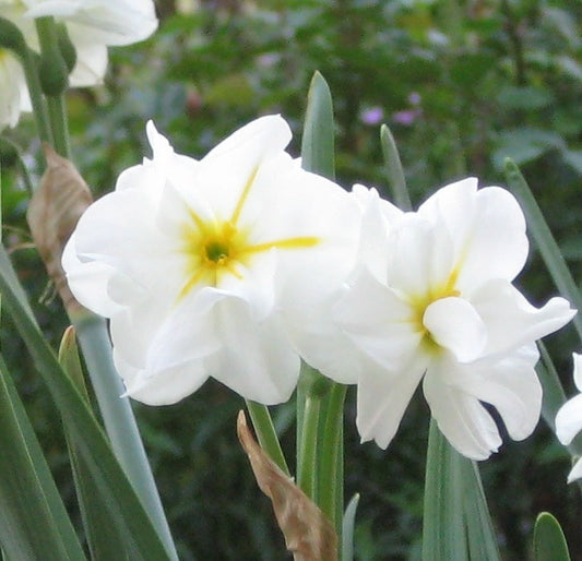 Daffodil 'Sir Winston Churchill' - 5 bulbs