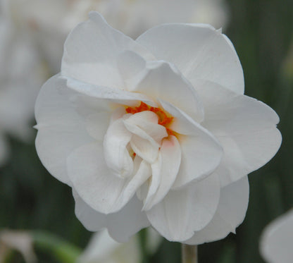Daffodil 'Acropolis' - 5 bulbs