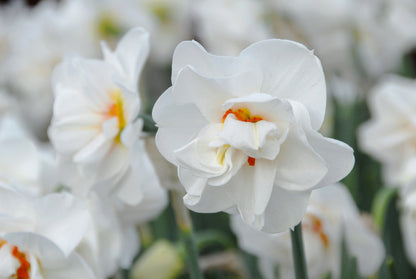 Daffodil 'Acropolis' - 5 bulbs