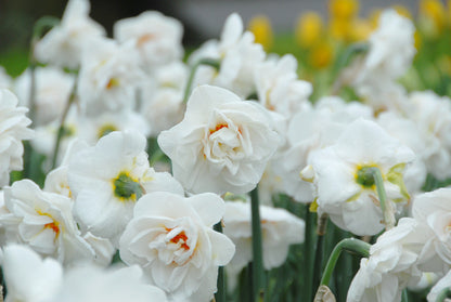 Daffodil 'Acropolis' - 5 bulbs