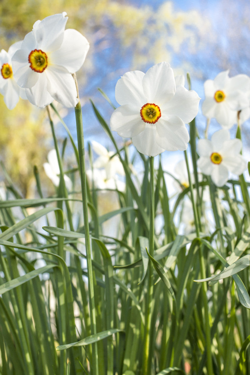 Daffodil 'Actaea' - 5 bulbs