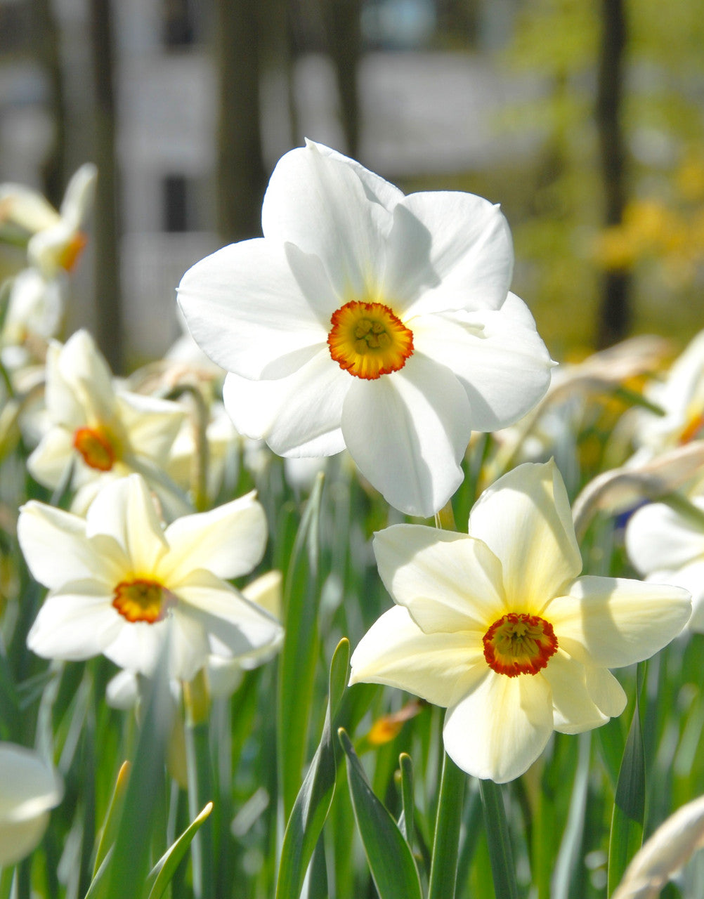 Daffodil 'Actaea' - 5 bulbs