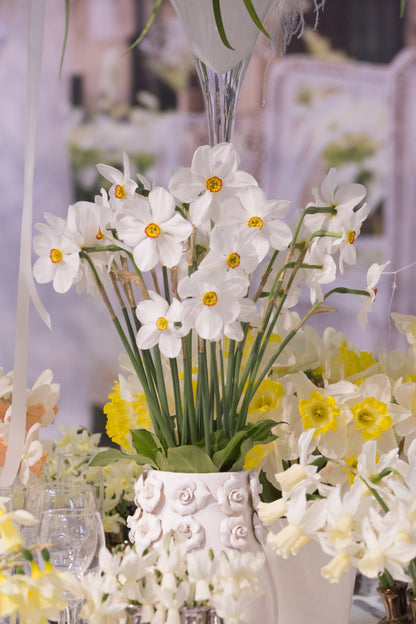 Daffodil 'Actaea' - 5 bulbs