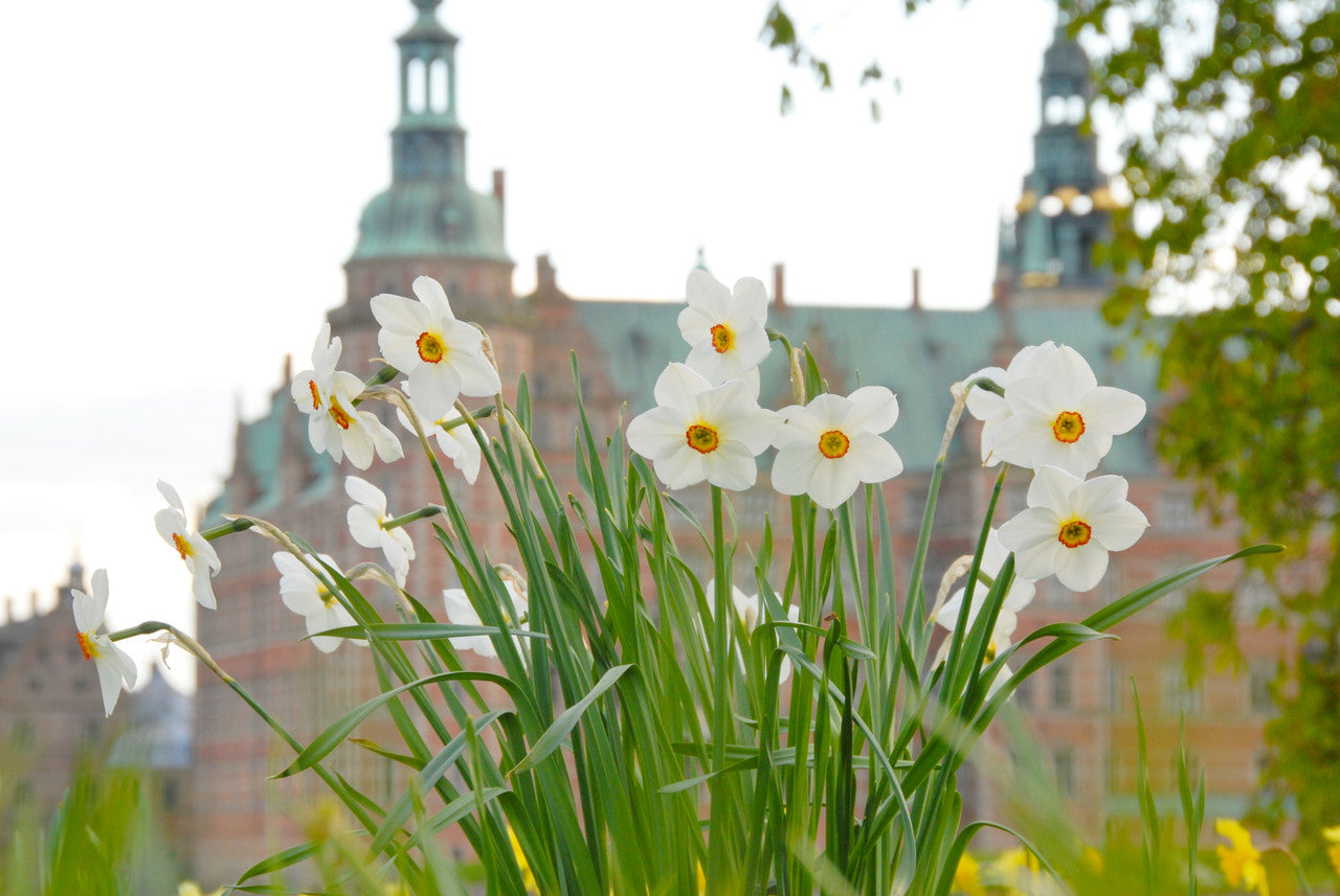 Daffodil 'Actaea' - 5 bulbs