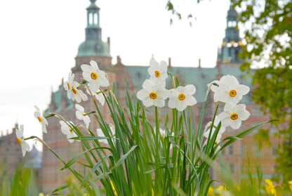 Daffodil 'Actaea' - 5 bulbs