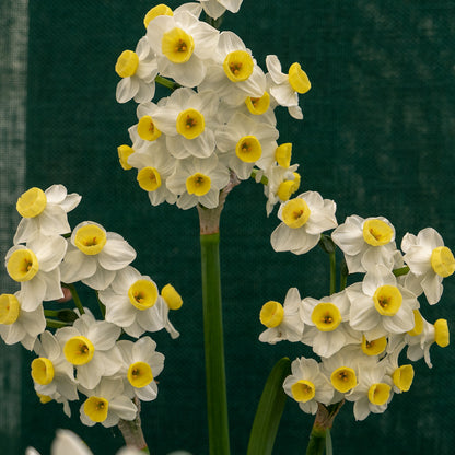 Daffodil 'Avalanche' - 5 bulbs