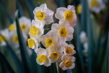 Daffodil 'Avalanche' - 5 bulbs