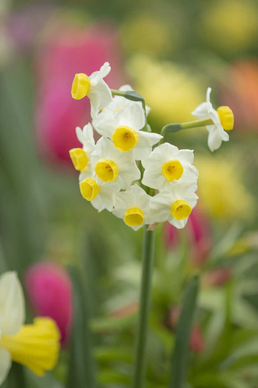 Daffodil 'Avalanche' - 5 bulbs