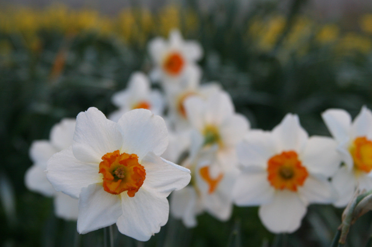 Daffodil 'Barret Browning' - 5 bulbs