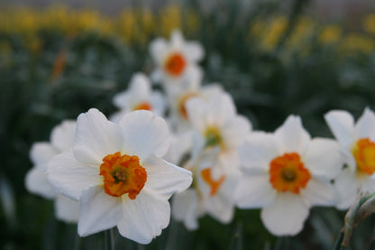 Daffodil 'Barret Browning' - 5 bulbs