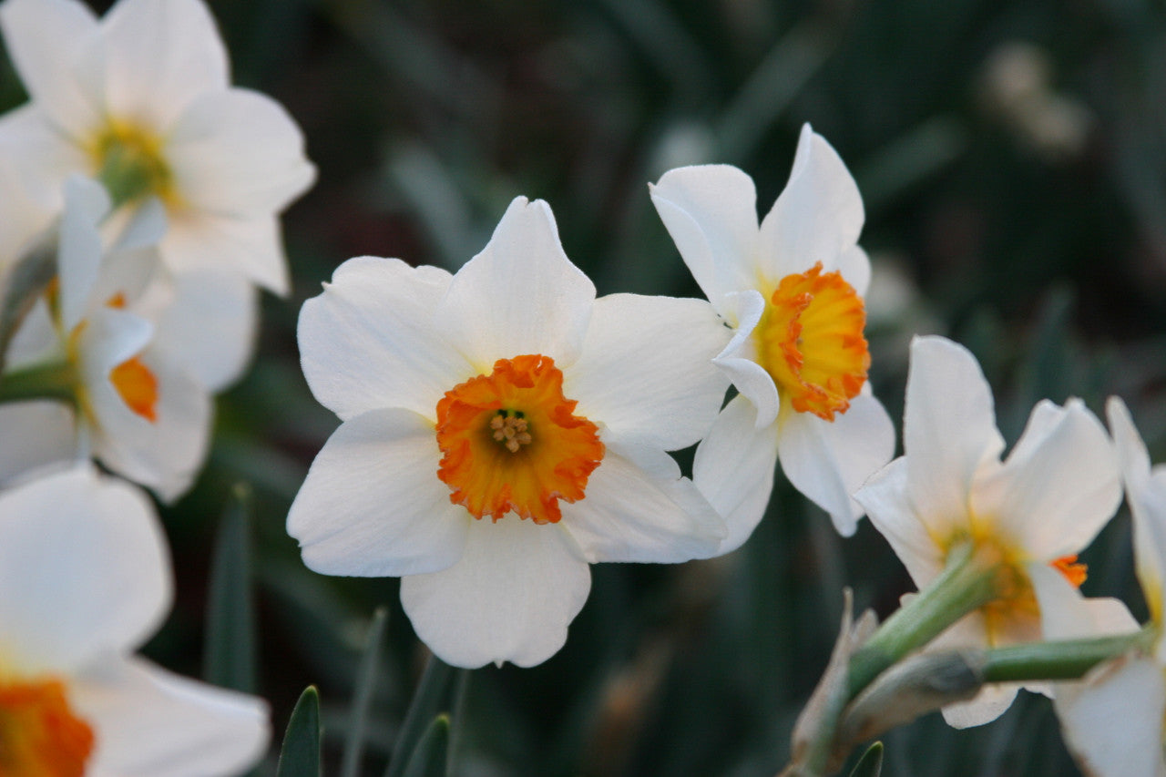 Daffodil 'Barret Browning' - 5 bulbs