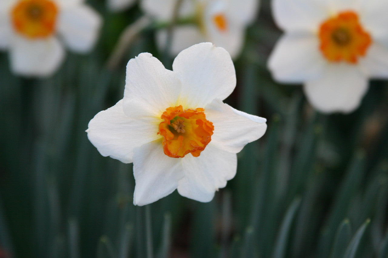 Daffodil 'Barret Browning' - 5 bulbs
