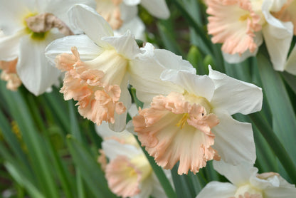 Daffodil 'British Gamble' - 5 bulbs
