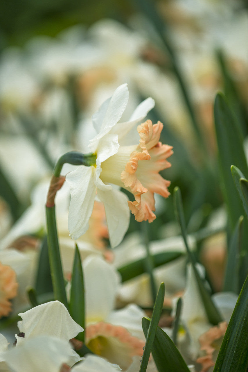 Daffodil 'British Gamble' - 5 bulbs