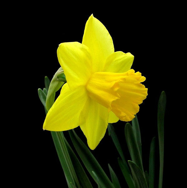 Southern Bulbs Daffodil Carlton
