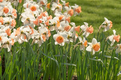 Daffodil 'Chromacolor' - 5 bulbs