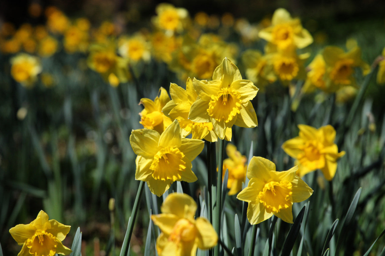 Daffodil 'Dutch Master' - 5 bulbs