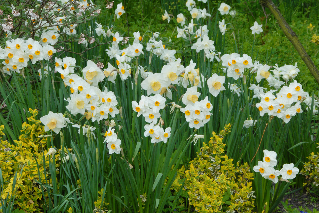 Daffodil 'Salome' - 5 bulbs