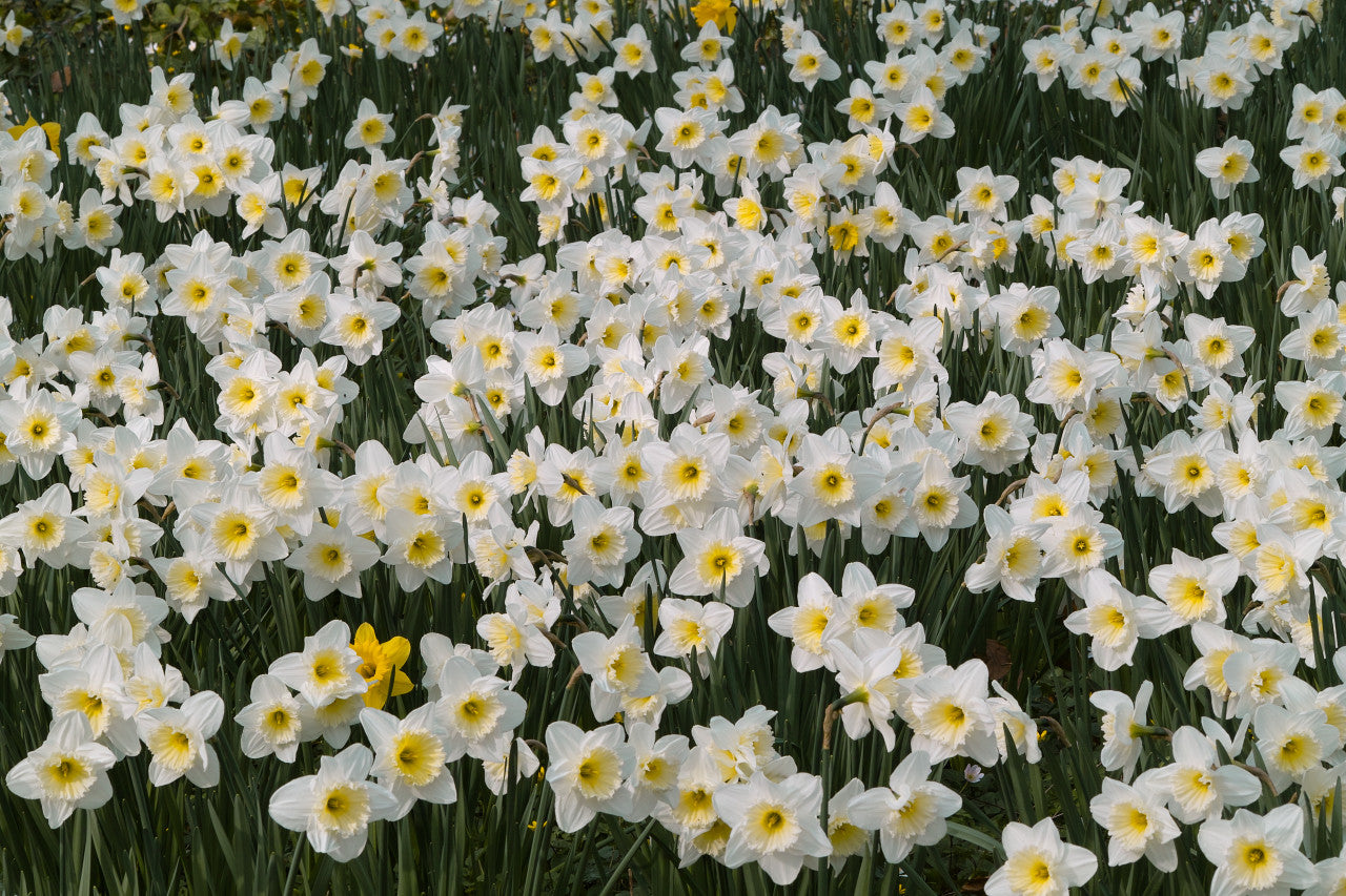 Southern Bulbs Daffodil Ice Follies