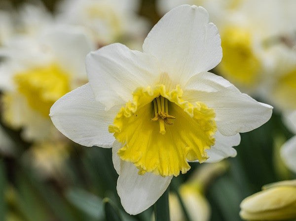 Southern Bulbs Daffodil Ice Follies - Thumbnail 2