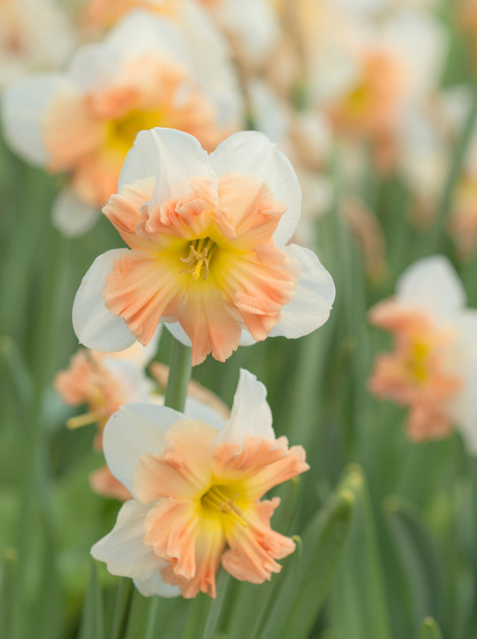 Daffodil 'Mallee' - 5 bulbs