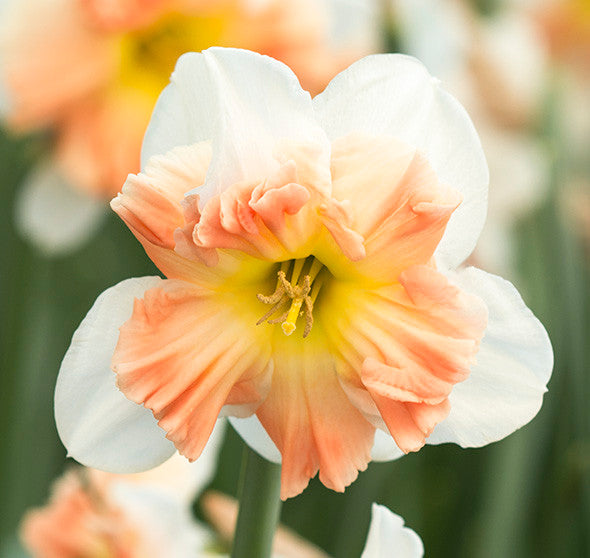 Narcissus Mallee - Southern Perennial Daffodil Bulb – The Southern Bulb Co.