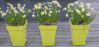Daffodil 'Minnow' - 5 bulbs
