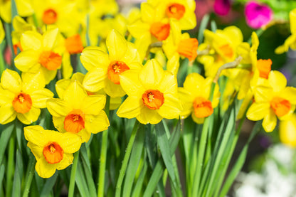 Daffodil 'Monal' - 5 bulbs