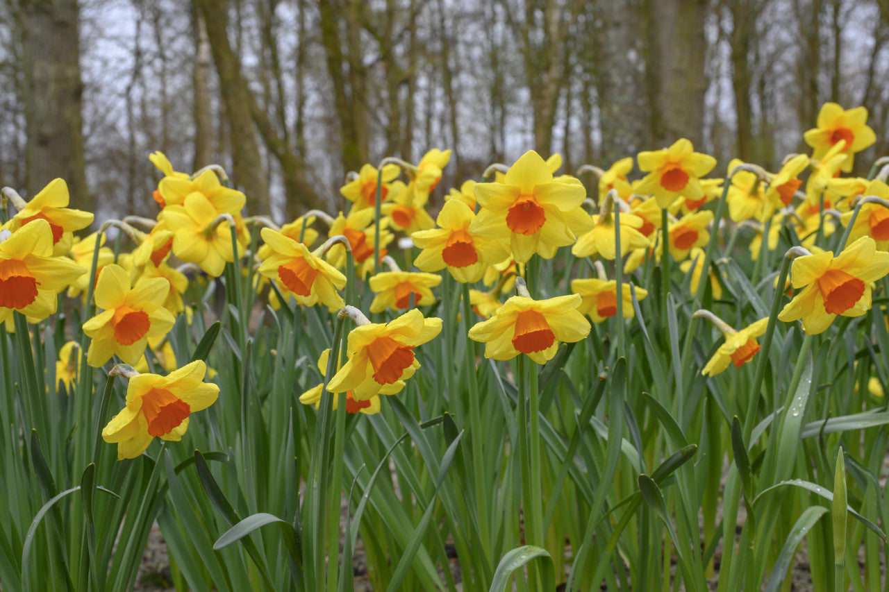 Daffodil 'Monal' - 5 bulbs