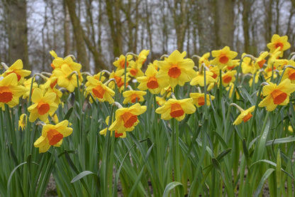 Daffodil 'Monal' - 5 bulbs